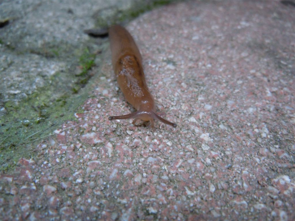 Limacidi da Agnano (Lehmannia - Limacus flavus) (NA)